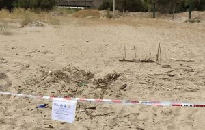 Il Centro fauna selvatica agevola la nidificazione di Corriere piccolo sulla sabbia di Apani