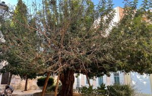 Brindisi e le Antiche Strade: Il danneggiamento del Carrubo di via Tarantini – chiediamo il censimento degli alberi monumentali