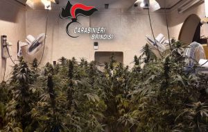 San Michele Salentino. Rinvenuta una serra con 63 piante di marijuana, nonché 335 grammi di infiorescenze di cannabis indica