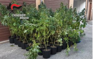 Marijuana: arresti e denunce per coltivazione, possesso e guida sotto effetto stupefacenti