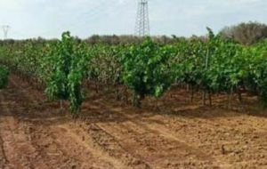 Danneggiamenti vigneti di Cellino San Marco: riunito il Comitato Provinciale per l’Ordine e la Sicurezza Pubblica