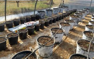 Nel corso della perquisizione domiciliare spuntano un Kg di marijuana ed 82 piante di canapa: arrestato 49enne