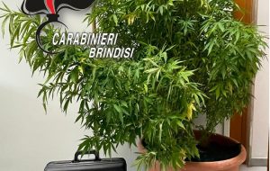 In casa cocaina e marijuana: arrestati 36enne di Brindisi residente a Mesagne e 52enne di Ostuni