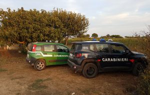 Caccia alle lepri nei pressi dell’invaso del Cillarese: due bracconieri denunciati dai Carabinieri Forestali