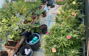Nascondono a casa 58 piante e 930 grammi di marijuana: coppia in arresto