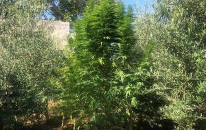 Possesso di ingenti quantitativi di marijuana: arresti ad Oria e Francavilla