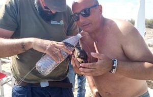 Una bottiglia di plastica e la tartaruga lacerata da un amo: bagnante salva Caretta caretta