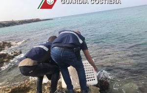 La Guardia Costiera sequestra e rimette in mare circa 2.000 ricci di mare