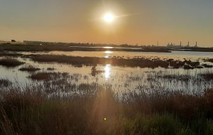 Giornata Mondiale delle Zone Umide: Legambiente Brindisi continua a puntare i fari sul Parco regionale delle Saline e degli stagni di Punta della Contessa