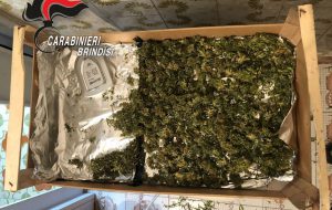 Possesso di droga: arresti a Brindisi e Torre Santa Susanna
