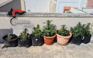 Allestisce serra casalinga per la coltivazione della marijuana: arrestato 31enne