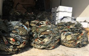 La Guardia Costiera sequestra quattro quintali di granchi privi di tracciabilità provenienti dalla Grecia