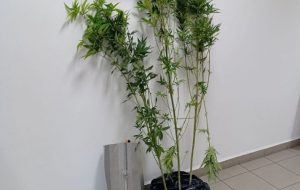 Coltiva in casa tre piante di marijuana alte 2 metri