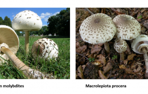 Attenzione ai funghi velenosi: la segnalazione dal Centro di controllo micologico Asl
