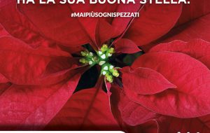 Natale 2021, tornano le stelle dell’AIL. Ecco dove trovarle in Provincia di Brindisi