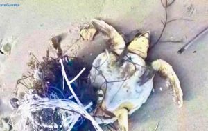 Torre Guaceto, tre tartarughe soccorse in 24 ore: “aiutateci a monitorare la costa”