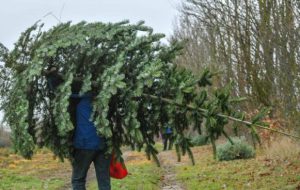Il Comune di Brindisi a disposizione per piantare gli Alberi di Natale nei parchi pubblici