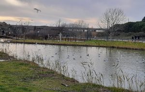 Pericolo vento a Brindisi: chiusi parchi e cimiteri