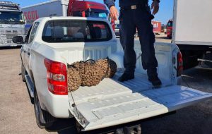 Sequestrati nel porto di Brindisi un quintale di frutti di mare provenienti dalla Grecia