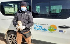 Salvato un barbagianni grazie alla collaborazione con i cittadini e le Istituzioni