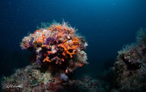 La biodiversità dei fondali marini della ZSC “Litorale brindisino”: se ne parla il 21 giugno a Fasano