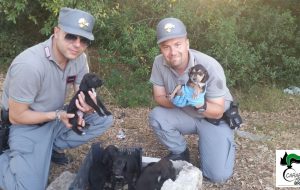 Traffico illecito di animali: i Carabinieri Forestali intervengono anche nel brindisino