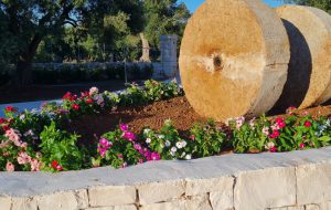 Domenica al via i nuovi tour dell’olio presso il Centro Visite tra gli Olivi Tenute Parco Piccolo Experience a Carovigno