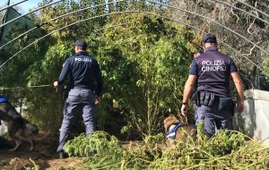 Sequestrata fabbrica per la produzione di marijuana: due persone in manette