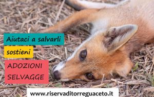 Torna Adozioni selvagge: il crowdfunding dei centri recupero fauna di Torre Guaceto