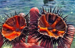 Consiglio regionale: ok alla sospensione per tre anni della pesca del riccio di mare in Puglia