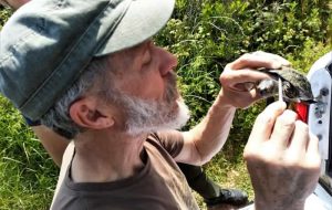 A Torre Guaceto si studiano le testuggini per proteggere la specie