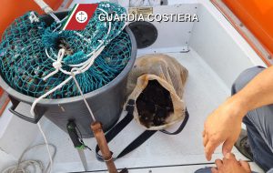 Guardia Costiera: sequestrati ricci e cozze; multati conducenti di acquascooter