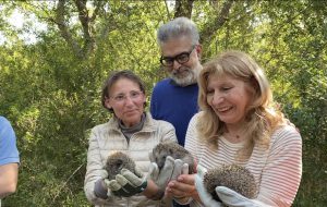 Centro di Fauna Selvatica: liberati un gufo e quattro ricci