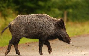 Segnalazione di cinghiali deceduti o feriti al Servizio Veterinario: attivo un recapito telefonico di emergenza