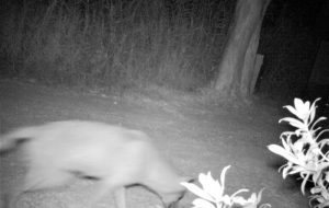 Il lupo è tornato a Torre Guaceto: avvistato con fototrappola