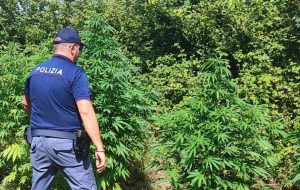 Sequestrata piantagione abusiva di cannabis: smantellate 100 piante alte oltre 2 metri