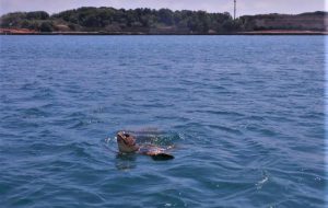 Avvistate tartarughe marine pronte all’accoppiamento, Torre Guaceto: segnalateci i nidi!