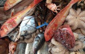 Scatta fermo pesca a strascico fino al 3 ottobre, Coldiretti: “sarà sempre possibile trovare prodotto italiano”
