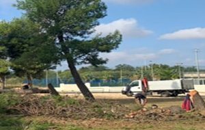 Pini abbattuti per realizzare campi di padel: la protesta di Legambiente ma il progetto è autorizzato