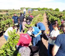 La vendemmia a Tenute Lu Spada con i ragazzi della cooperativa Oltre l’orizzonte