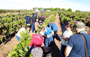 Torna la Vendemmia Solidale di Tenute Lu Spada
