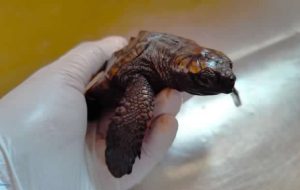 Salvata una tartarughina a Torre Guaceto