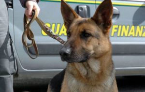 Guardia di Finanza: grazie alle Unità Cinofile sequestrati in un anno oltre 1,5 kg. di sostanze stupefacenti e 200.000 euro in contanti