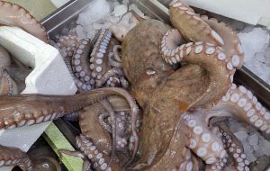 Pesca di frodo: sequestrati 500 ricci di mare ed un quintale di polpo verace