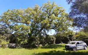 Nel “Bosco delle Montecchie” un albero di 500 anni! Sopralluogo della Polizia Provinciale