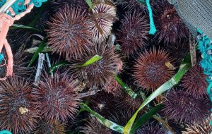 Contrasto alla pesca illegale: la Guardia Costiera sequestra 700 ricci di mare