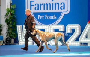 Un cane alano brindisino eletto Giovane Campione del Mondo al “World Dog Show” di Zagabria