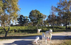 Sicurezza alimentare: Veterinari albanesi a Brindisi per il progetto SAFIAL