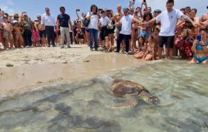 Area protetta amica delle tartarughe marine: Legambiente assegna il riconoscimento a Torre Guaceto