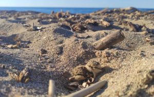 Alla vigilia dell’estate: a Torre Guaceto si contano già 11 nidi di fratino